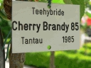 cherry_brandy_name.jpg