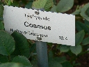 cosmos_name.jpg