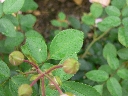 diadem_blatt.jpg