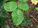 gartengold_blatt.jpg