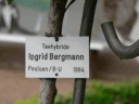 ingrid_bergmann_name.jpg