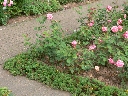 lippe_detmold_pflanze.jpg