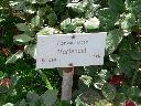 mariandel_name.jpg